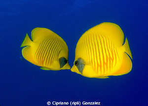 love is in the sea :) by Cipriano (ripli) Gonzalez 
